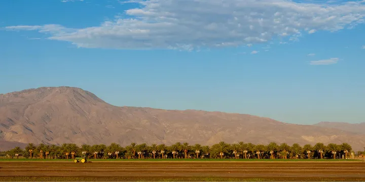 scenice beauty of dates palm plantation