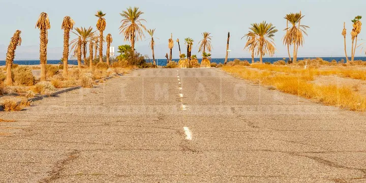 Dying palm trees and abandoned street