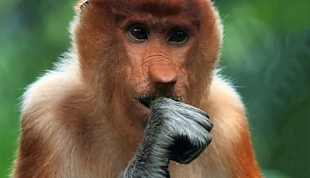 images of animals, surprised portraits