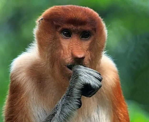 images of animals, surprised portraits