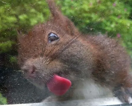 pictures of animals, pink tongue