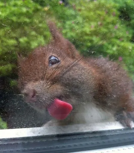 pictures of animals, pink tongue