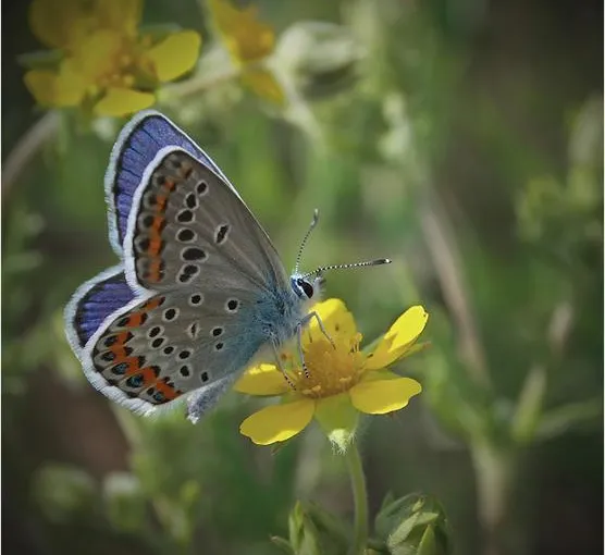 spring and summer nature photography