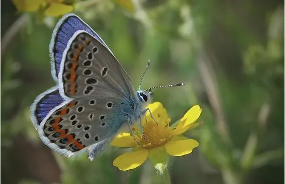spring and summer nature photography