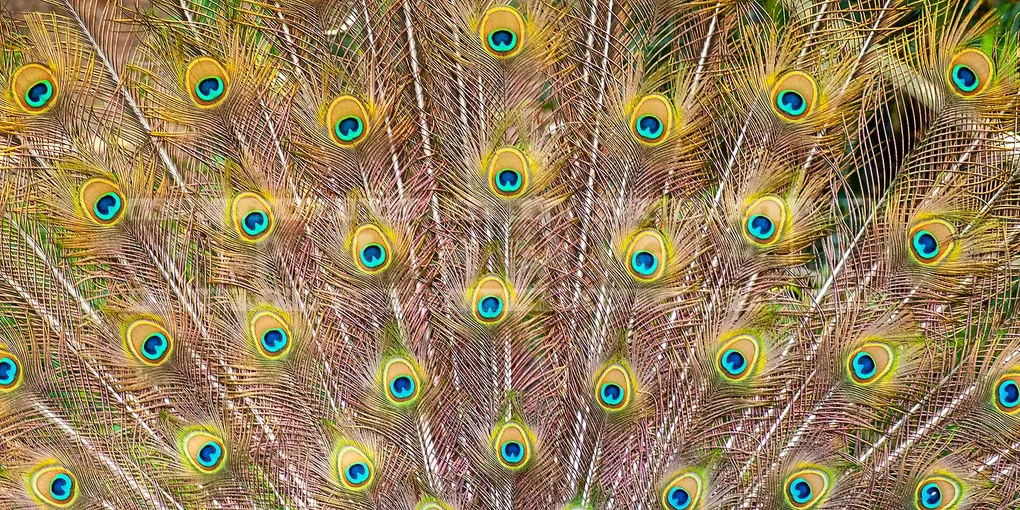 peacock tail at los angeles arboretum