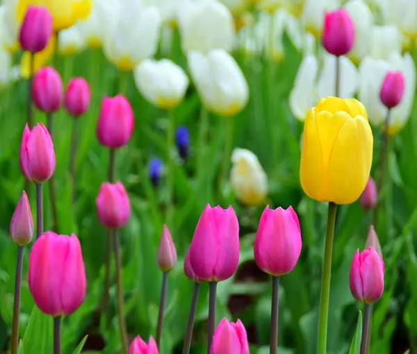 Spring tulips nature pictures