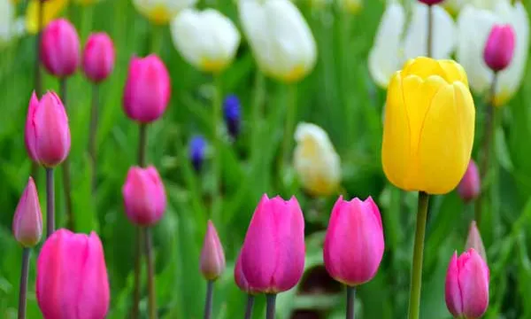 Spring tulips nature pictures