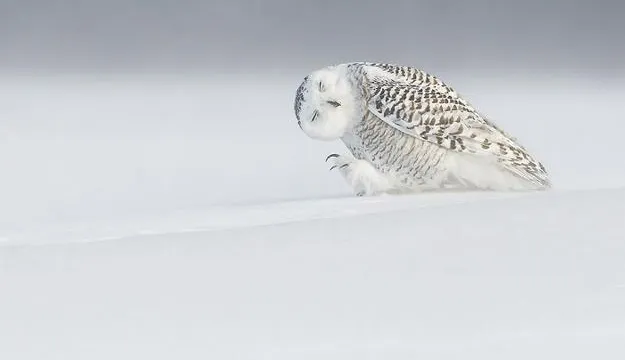 landscapes, images of birds and animals