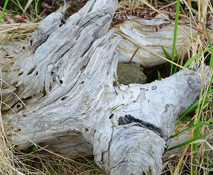 Hiking trail has many driftwood pieces