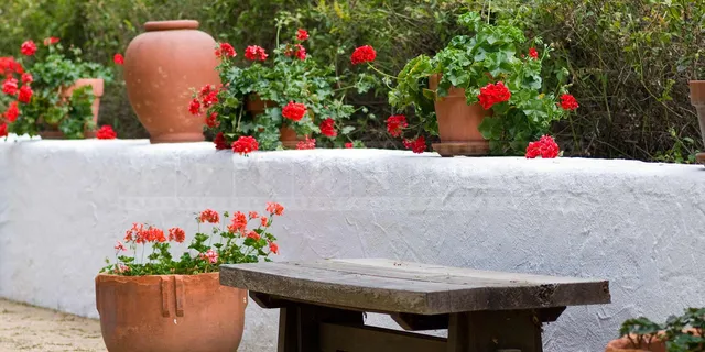Bench and Clay Pots and Geranium Red Flowers