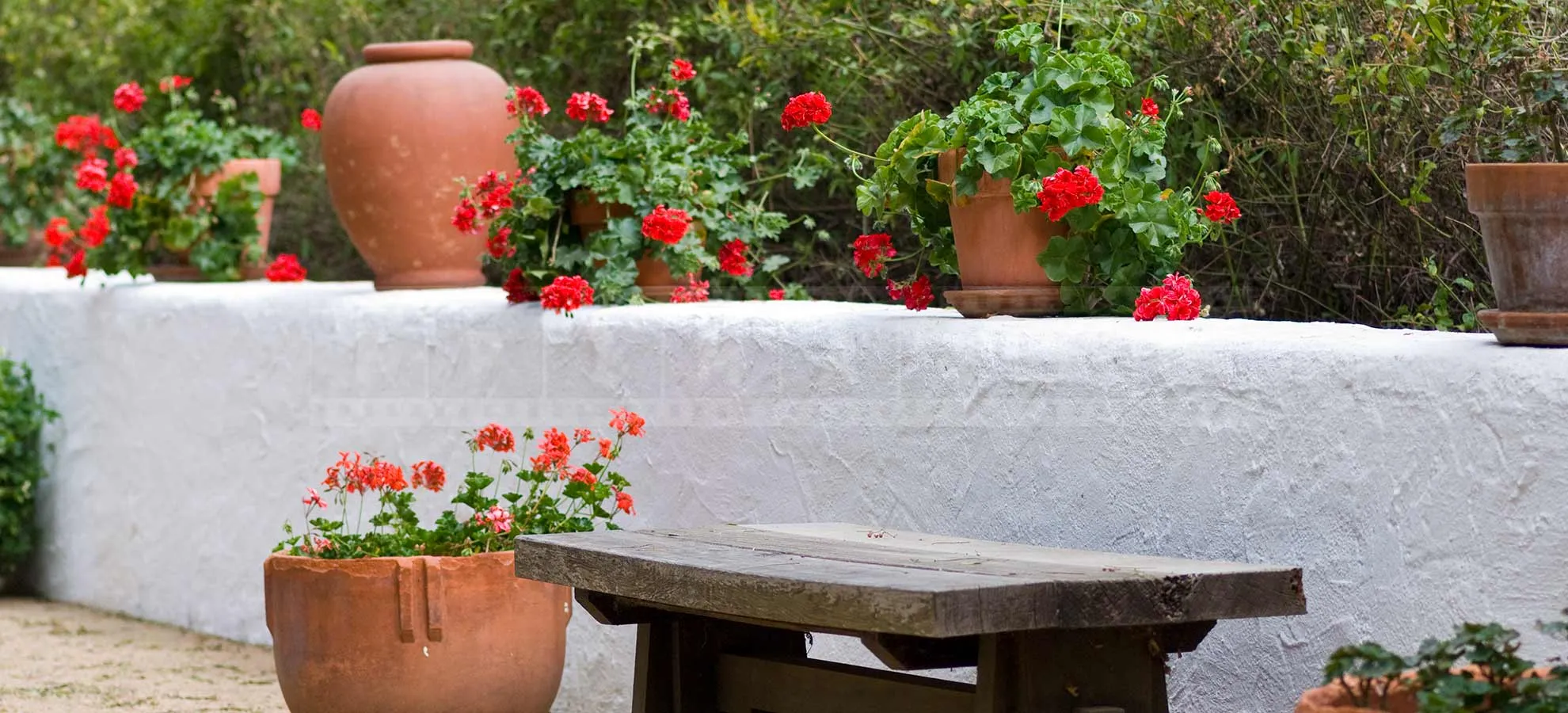 Bench and Clay Pots and Geranium Red Flowers