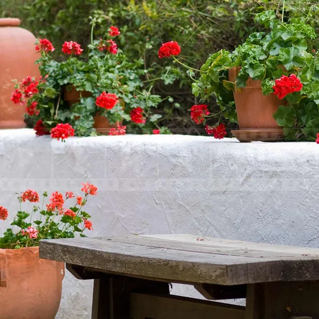 Bench and Clay Pots and Geranium Red Flowers