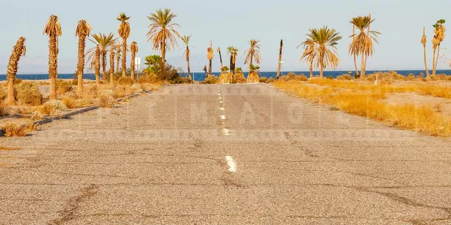 Dying palm trees and abandoned street