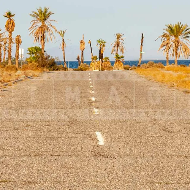 Dying palm trees and abandoned street