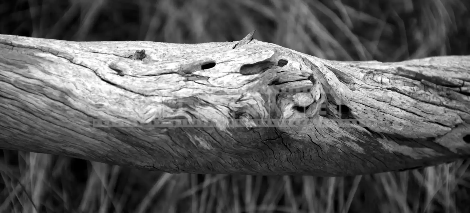 Abstract texture of a piece of driftwood