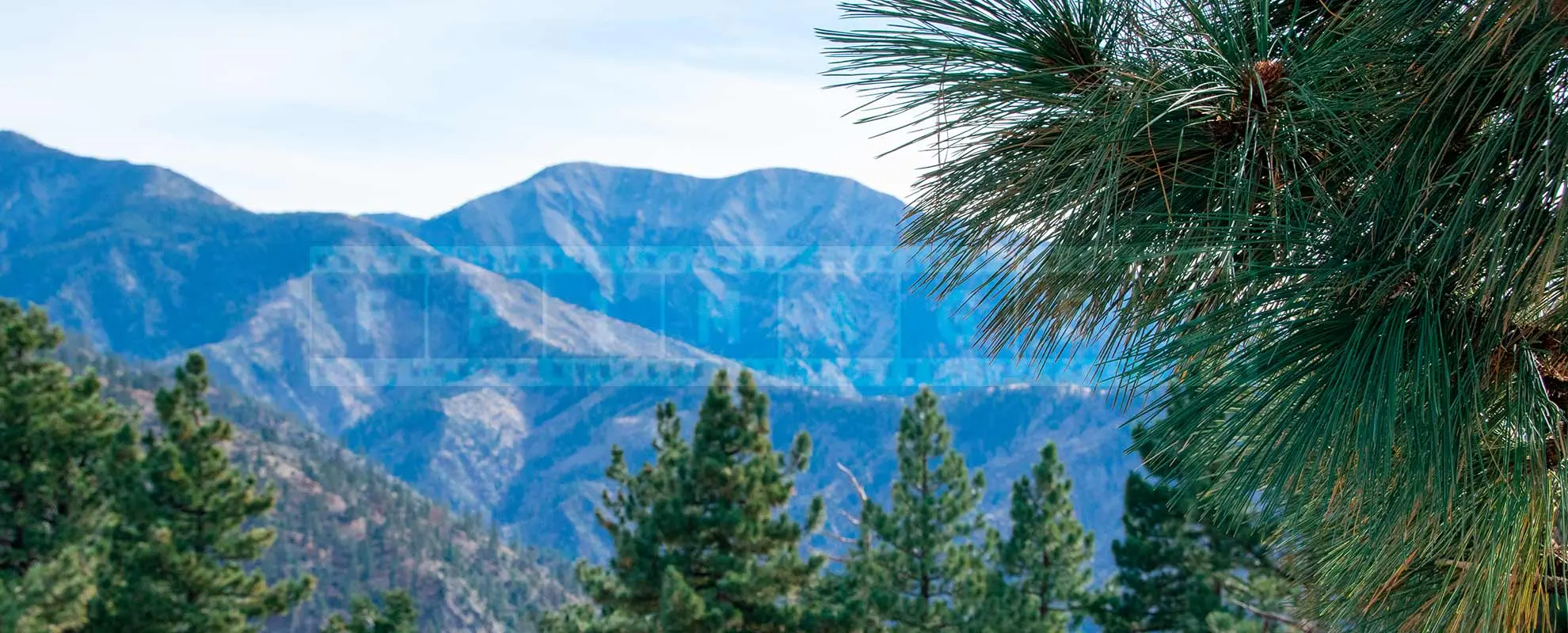 Mountain ridges and pine trees in Angeles National forest