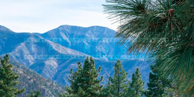 Mountain ridges and pine trees in Angeles National forest