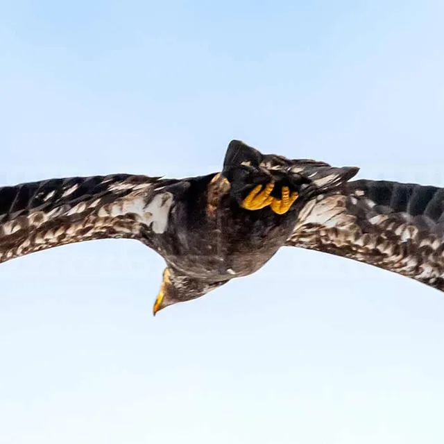 large wingspan of a bald eagle in flight