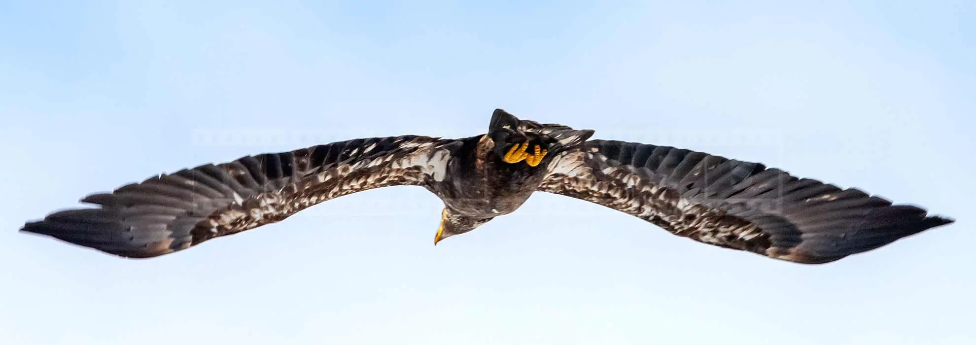 large wingspan of a bald eagle in flight