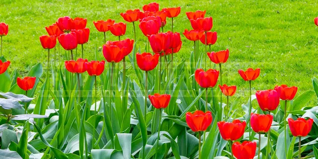 red tulips in full blossom at botanical garden