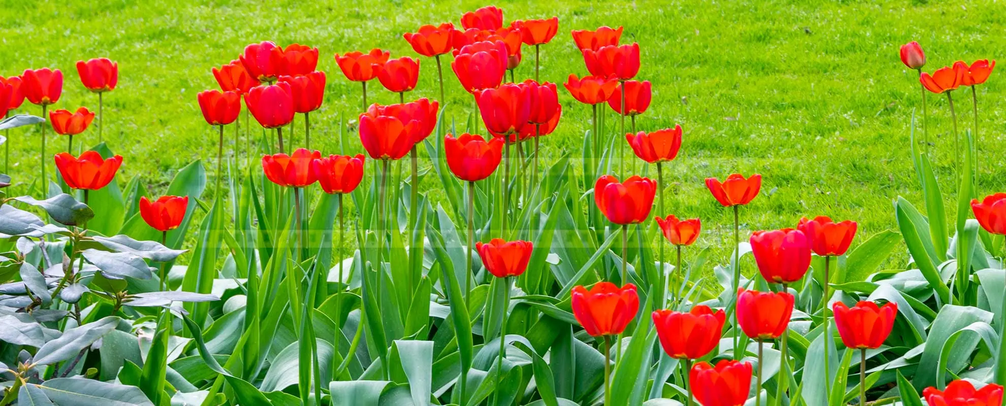 red tulips in full blossom at botanical garden