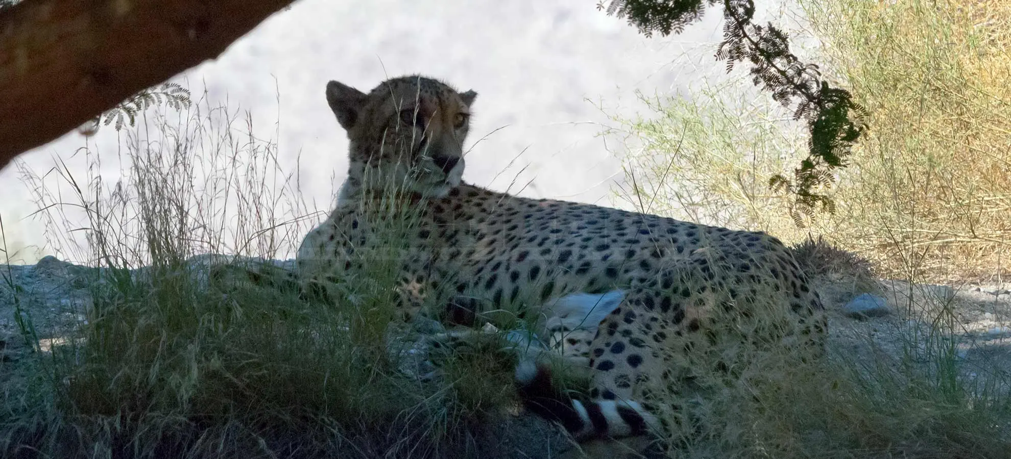 cheetah resting under the mesquite tree