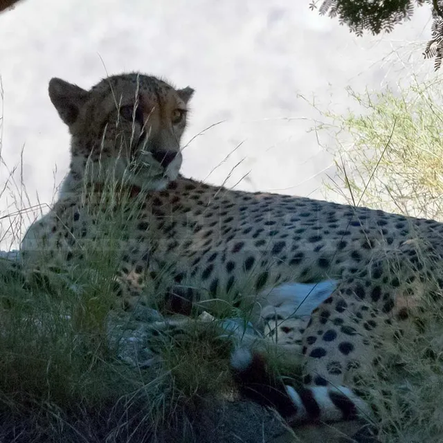 cheetah resting under the mesquite tree