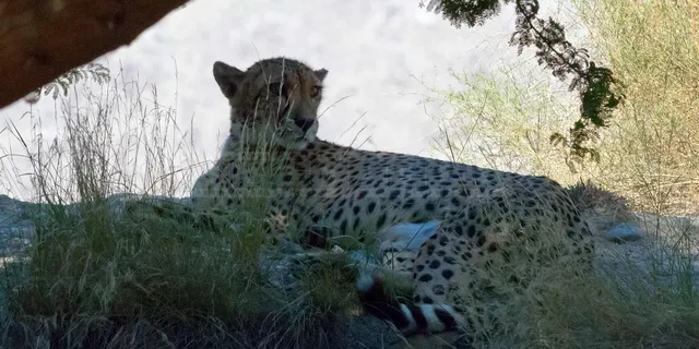 cheetah resting under the mesquite tree