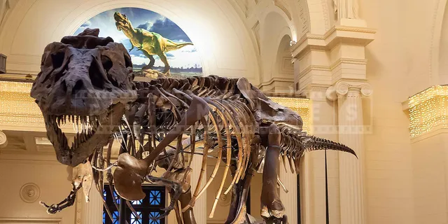 T-Rex Sue skeleton in Chicago Field Museum