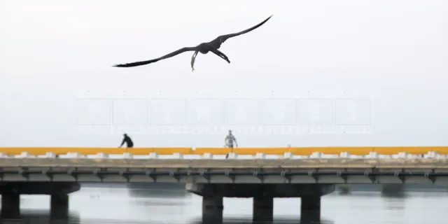 bird flying with fish in Cayo Coco Cuba