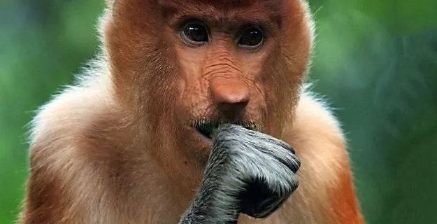 images of animals, surprised portraits