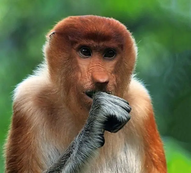 images of animals, surprised portraits