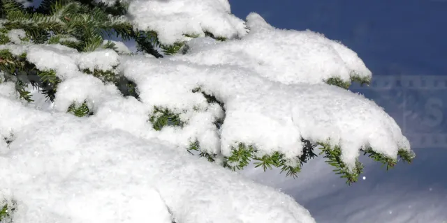 Evergreen tree with fresh snow in Canada