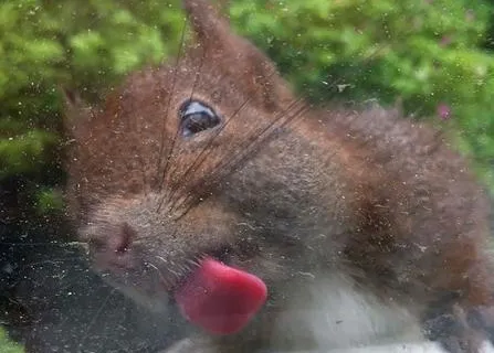 pictures of animals, pink tongue