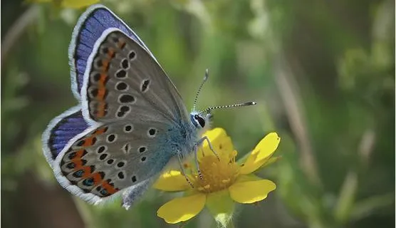 spring and summer nature photography