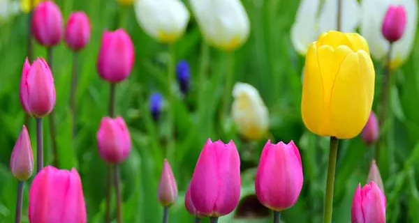 Spring tulips nature pictures