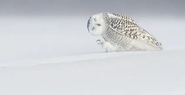 landscapes, images of birds and animals