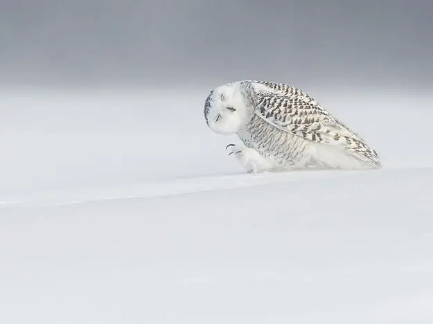 landscapes, images of birds and animals