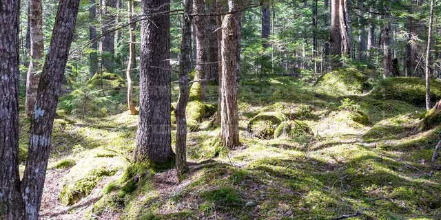 forest hike in Nova Scotia, beautiful wild nature
