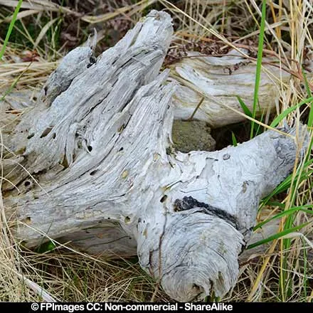 Hiking trail has many driftwood pieces