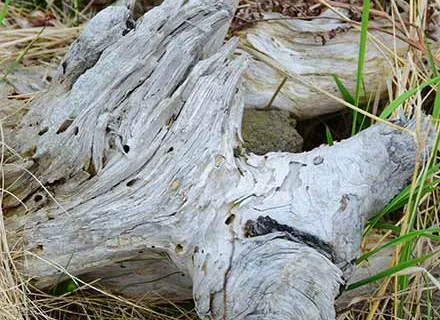 Hiking trail has many driftwood pieces