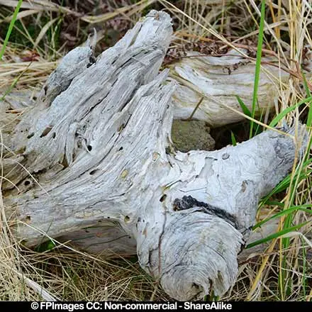 Hiking trail has many driftwood pieces