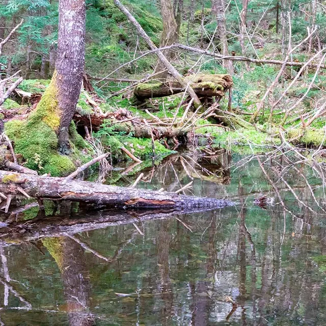 nova scotia brook forest in the spring