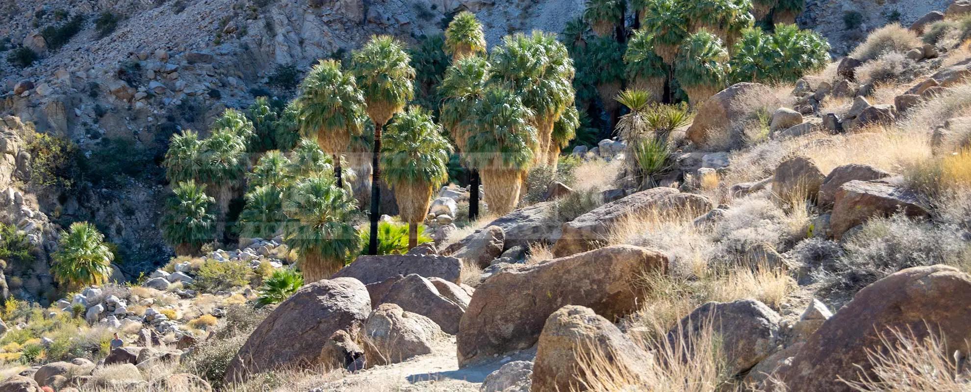 Green palm trees at 49 palms oasis in california