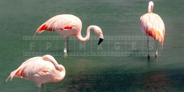 three pink flamingos