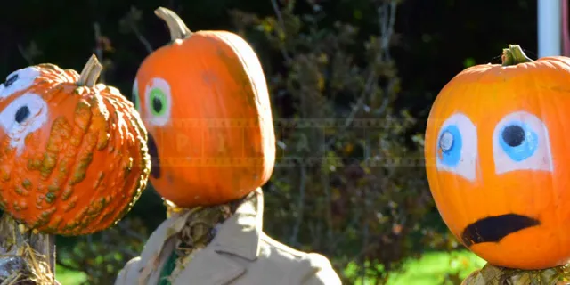 Pumpkin people made with straw on a lawn in Kentville