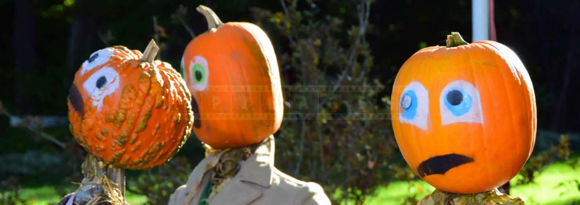Pumpkin people made with straw on a lawn in Kentville