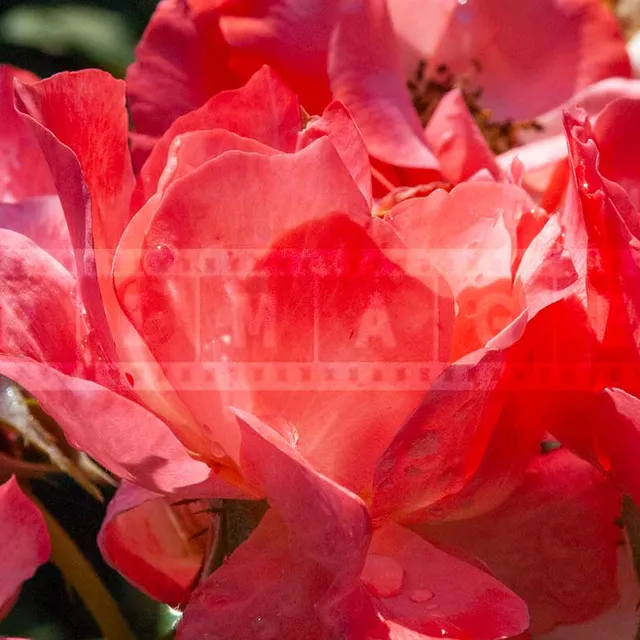 FPImages scenic photo galleries