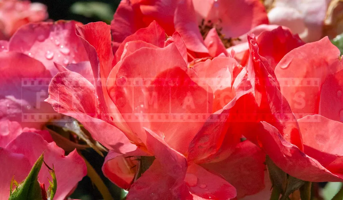 FPImages scenic photo galleries