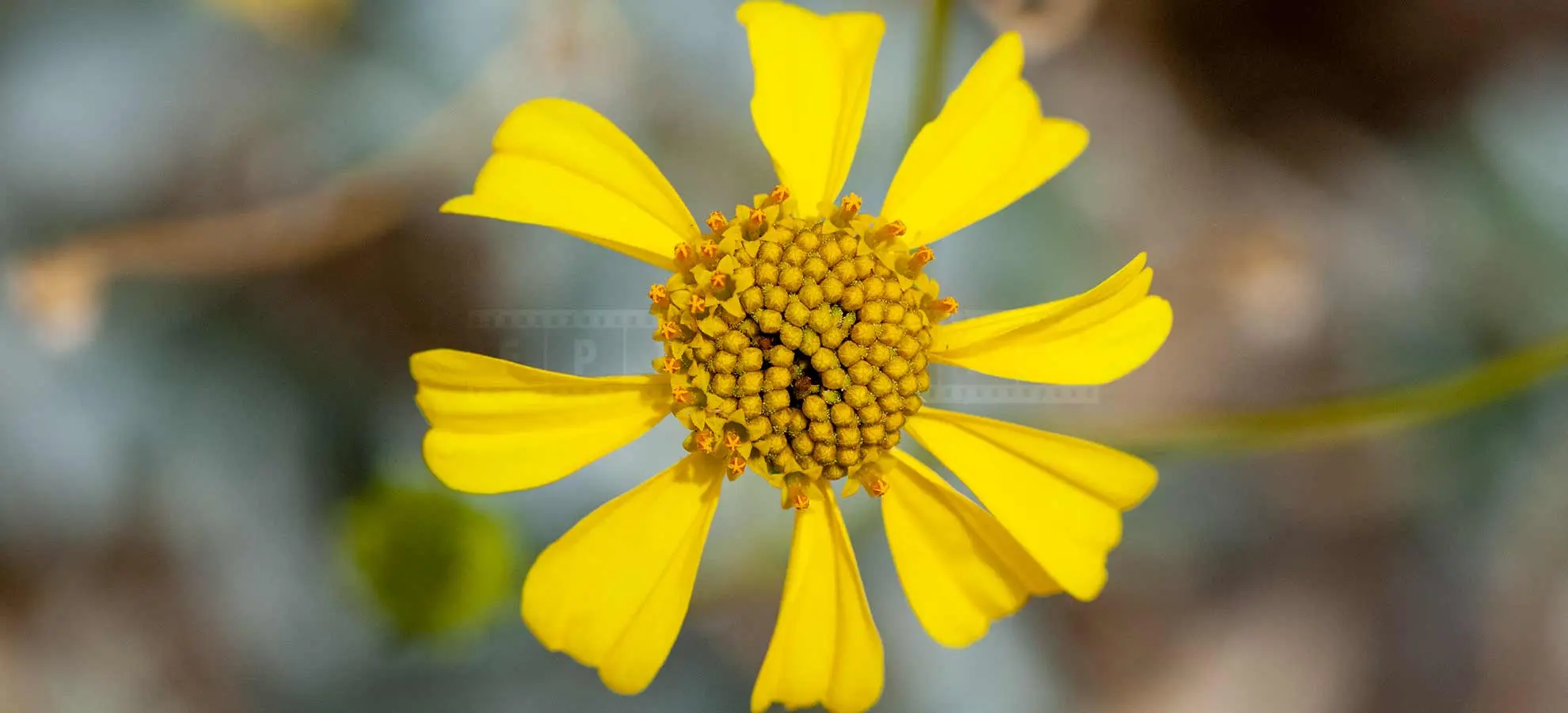 Macro Image of Brittlebush Flower Encelia Farinosa